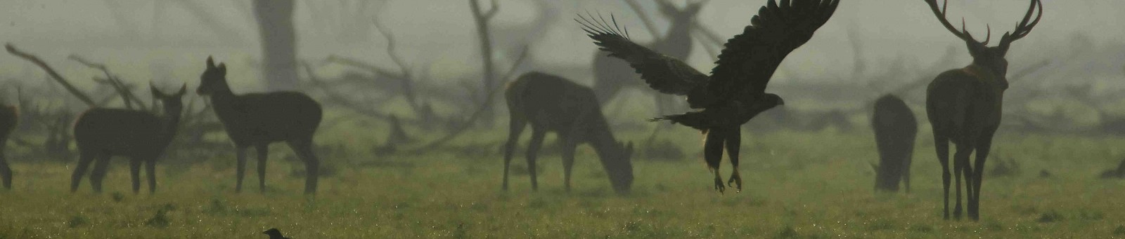 de ontdekking van de wildernis