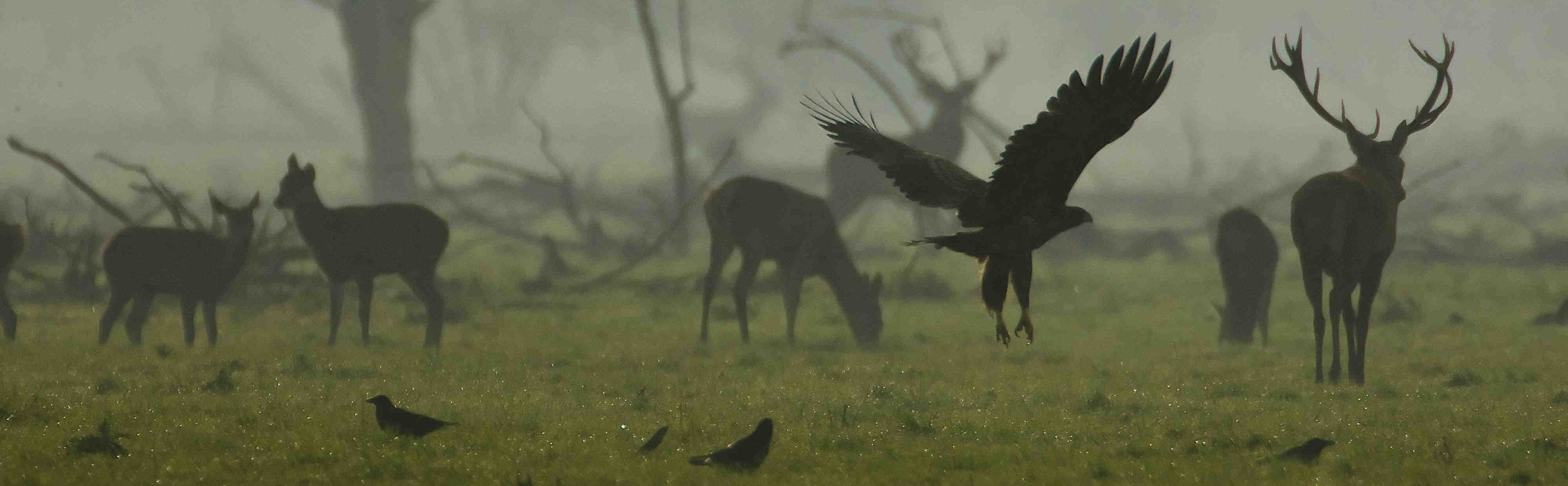 de ontdekking van de wildernis